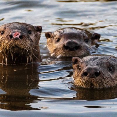 Welcome Back, Otters
