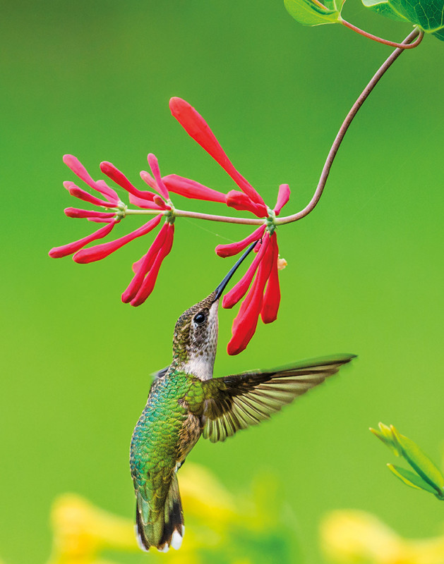 Ken Arni COVER APRIL 2020 Hummingbird   flower adj cmyk