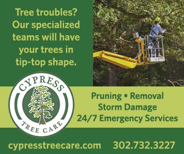 Cypress Tree Care-APR2023