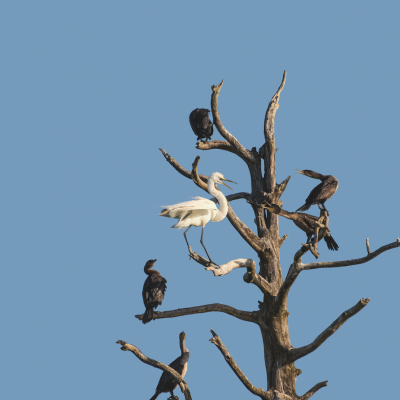 Argument at the Rookery 