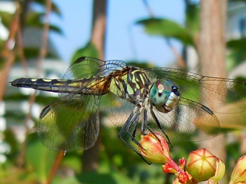 dragonfly GeorgePerasso