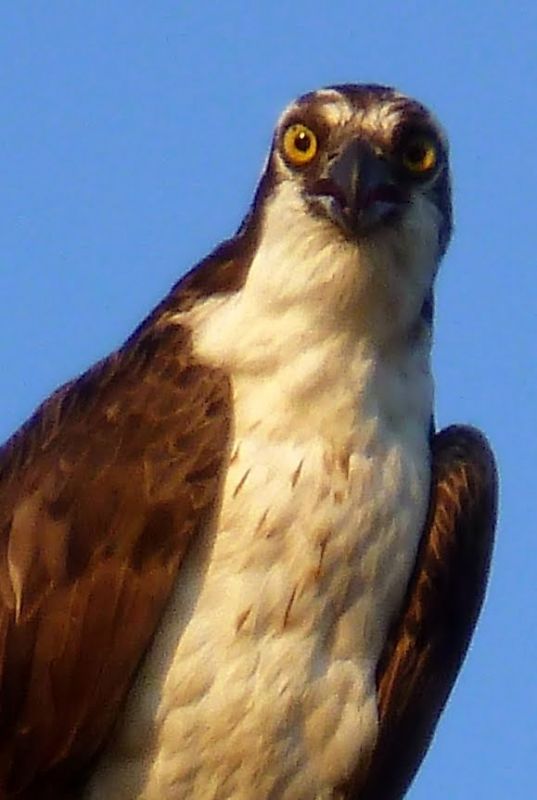osprey GeorgePerasso