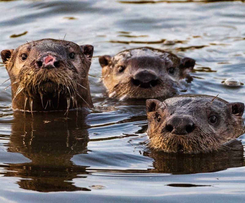 vv otters