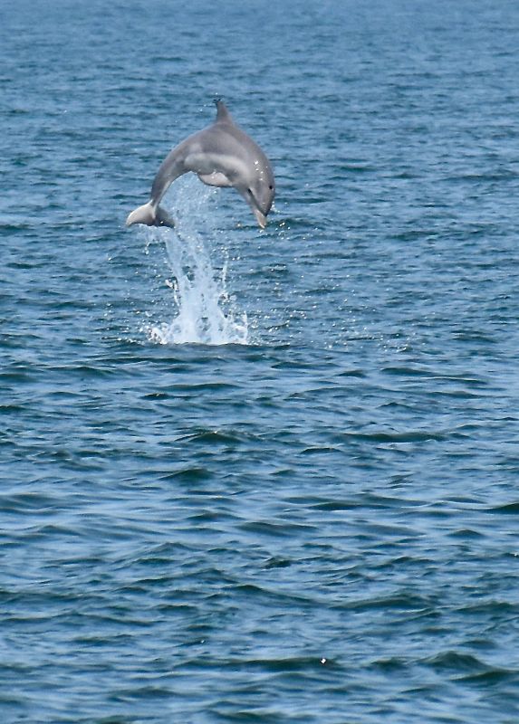 M. Beatty dolphin jumping