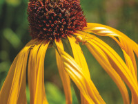 Feature Botanic Gardens GRID 044 YellowConeflower YellowSpiderOnFlower DelawareBotanicGardens 2020 adj cmyk