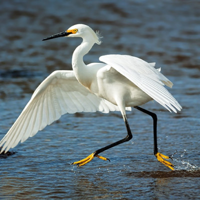 Dancing Egret