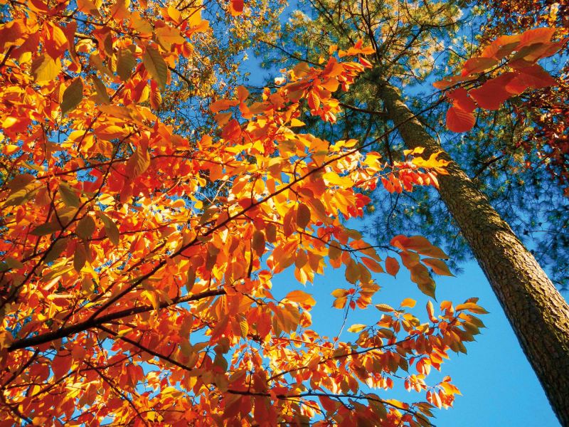 VV AR Fall Foliage Baywood HP adj cmyk