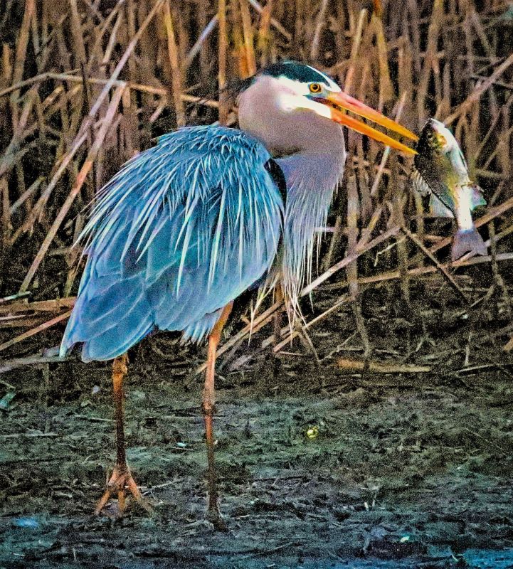 Charlie Jordan   Great Blue Heron with lunch