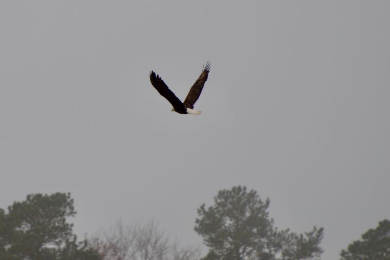 Eagle in Flight   David Witmer