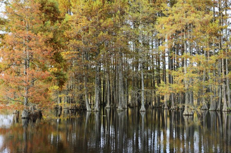 Barb Moulinier   Trapp Pond Cypress in the Fall