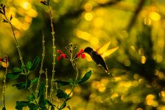 John Weiss hummingbird backlit by sunset