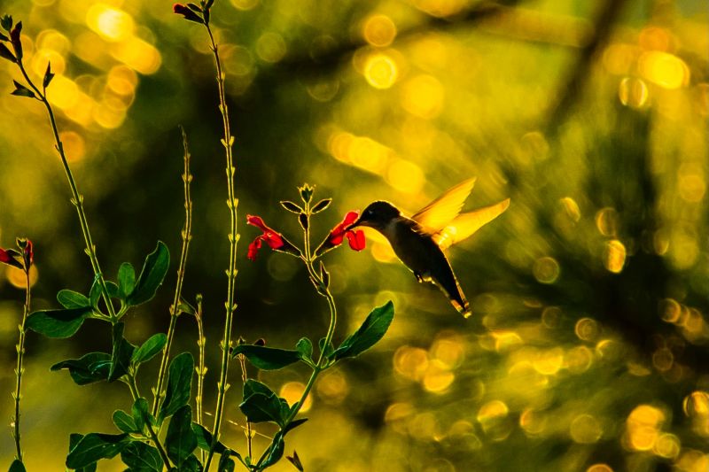 John Weiss hummingbird backlit by sunset