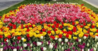 Carol Polakowski Tulips in Bloom