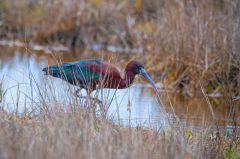 John Weiss Glossy Ibis looking for dinner.