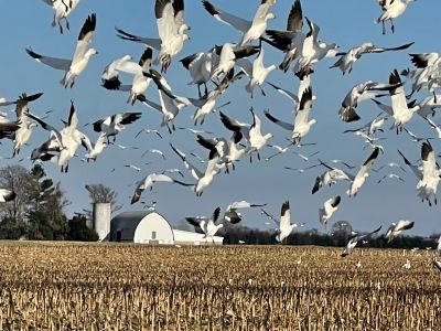Karen Ferguson Snow geese aloft
