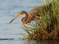 Photo Contest WHM1 Christopher Rolph Tricolored Heron Fishing