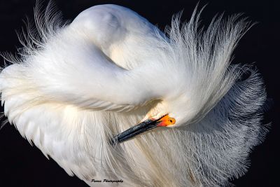 bill parris snowy egret preening