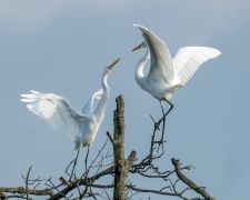 carol b dandrade dance of the great egrets