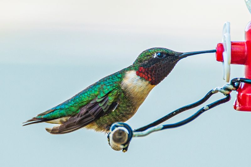 john weiss   hummingbird 